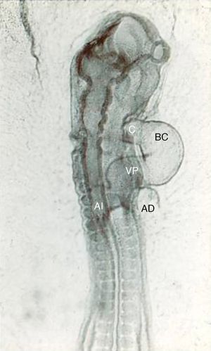 Vista dorsal de un embrión de pollo del estadio 12 de Hamburguer y Hamilton, que muestra el asa cardiaca bulboventricular convexa hacia la derecha y cóncava hacia la izquierda. AI: aurícula izquierdo; AD: aurícula derecha; BC: bulbus cordis; C: cono; VP: ventrículo primitivo.