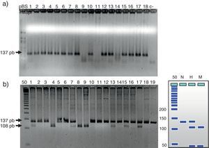 Se observa la distribución genotípica del polimorfismo de la PCR (−717 A/G) en las 3 cohortes de pacientes.