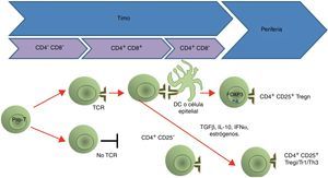 Ontogenia de las células Treg. Las células pro-T son el primer precursor de la línea de linfocitos T. Si el TCR de una célula T reconoce a las moléculas del MHC en el timo, esa célula T es seleccionada para sobrevivir («selección positiva»); al mismo tiempo, las células que reconocen los complejos péptido-MHC II preservan la expresión del CD4 y pierden la del CD8. Posteriormente, en la selección negativa, los linfocitos dobles positivos inmaduros, cuyos receptores reconocen con gran avidez los complejos «péptido-MHC» en el timo, sufren apoptosis. En el caso de las células Tregn, la expresión del FOXP3 y el CD25 ocurre a nivel tímico (desde la selección negativa) por estimulación de la presentación antigénica; en cambio, los otros tipos de células Treg (Tregi, Tr1 y Th3) no expresan el CD25 y el FOXP3 (Tregi) sino hasta que son estimulados en la periferia tanto por presentación antigénica como por factores como el TGF-β, la IL-10, el IFN-α y los estrógenos.
