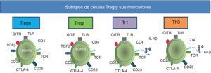 Subtipos de células Treg y sus marcadores. Todas las células Treg se pueden caracterizar fenotípicamente porque expresan de forma constitutiva los receptores TCR, CD4, CD25, CTLA-4, CD28, receptor inducido para glucocorticoides (GITR, siglas para glucocorticoid-induced TNF receptor family gene) y TLR. Las células Tregn expresan el FOXP3 desde el timo. El receptor del TGF-β es expresado tanto por las células Tregn como por las Tregi; estas últimas también expresan FOXP3, pero por inducción en la periferia. Las células Tr1 secretan la IL-10, mientras que las Th3 pueden liberar el TGF-β al medio.