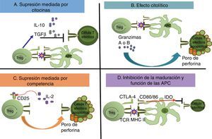 Mecanismos de supresión de células efectoras mediados por células Treg. Se han establecido 4 posibles mecanismos de acción supresora mediados por las células Treg. En (A) la supresión ocurre por la secreción de las citocinas antiinflamatorias como la IL-10 y el TGF-β. También puede ocurrir que las células Treg provoquen un efecto citolítico (B) mediante las granzimas y perforinas que producen la activación de la vía de las caspasas y lisis osmótica, respectivamente, provocando la muerte de la célula T efectora. Cuando la célula Treg utiliza los factores de crecimiento y proliferación que la célula efectora también utiliza, ocurre la supresión mediada por competencia (C). A través de la unión del TCR (Treg) con las moléculas del MHC II (células presentadoras de antígeno), y por la interacción entre el receptor inhibitorio CTLA-4 (Treg) con los receptores CD80/CD86 (células presentadoras de antígeno), se induce una respuesta negativa que inhibe la maduración y funcionalidad de las células presentadoras de antígeno (D), y de igual manera, se secreta la IDO.