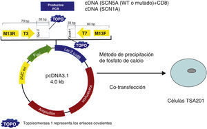 Representación esquemática de la cotransfección del plásmido con el gen SCN5A (WT o mutado) y el marcador CD8+ en las células TSA201 mediante el método de precipitación por calcio.