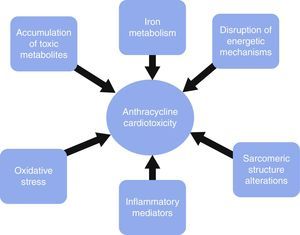 Causative mechanisms of anthracycline cardiomyopathy.