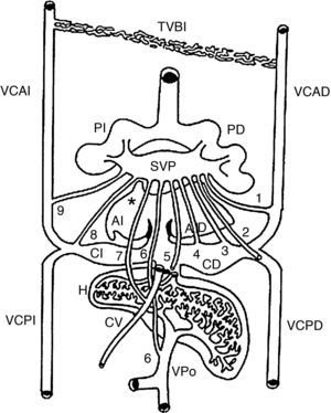 Vista posterior de un esquema que muestra las conexiones primarias entre el seno de las venas pulmonares y las venas sistémicas embrionarias. Los colectores primarios están representados del 1 al 9. Obsérvese el origen de la vena pulmonar primitiva (asterisco). AD: aurícula derecha; AI: aurícula izquierda; CD: cuerno derecho; CI: cuerno izquierdo; CV: conducto venoso; H: hígado; PD: pulmón derecho; PI: pulmón izquierdo; SVP: seno de las venas pulmonares; TVBI: tronco venoso braquiocefálico izquierdo; VCAD: vena cardinal anterior derecha; VCAI: vena cardinal anterior izquierda; VCPD: vena cardinal posterior derecha; VCPI: vena cardinal posterior izquierda; VPo: vena porta. 1: colector hacia la futura vena cava superior; 2: colector hacia el cayado de la vena ácigos; 3: colector hacia la vena cava superior; 4: colector hacia la porción sinusal de la aurícula derecha; 5: colector hacia la porción suprahepática de la vena cava inferior; 6: colector hacia la vena porta; 7: colector hacia el conducto venoso; 8: colector hacia el seno venoso coronario; 9: colector hacia la vena vertical.
