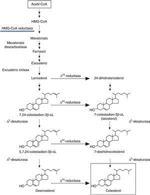 Cadena que se inicia con acetil-CoA en la síntesis del colesterol endógeno.