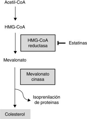 Se muestra esquemáticamente el sitio en el que la estatina actúa inhibiendo a la enzima HMG-CoA reductasa para impedir la formación de mevalonato y por consiguiente la síntesis de colesterol.
