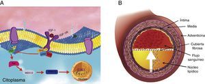Vía de señalización intracelular del IGF-1R en células de músculo liso vascular. (A) El receptor IGF-1R al hacer contacto con su ligando desencadena una serie de señales intracelulares a través de la vía de MAP cinasas hacia el núcleo, donde se activan factores de transcripción. (B) Como consecuencia, las células de músculo liso vascular de la capa media migran hacia la capa íntima (flecha interlineada).