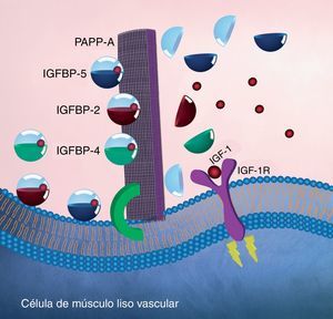 Modelo endocrino de la actividad enzimática (proteolítica) de la PAPP-A. Se muestra la enzima PAPP-A anclada en la membrana de una célula de músculo liso vascular a través de un proteoglucano (verde). Se representa a PAPP-A como una malla (morado) que escinde a IGFBP-2, IGFBP-4 y/o IGFBP-5 liberando de esta forma a IGF-1 y permitiendo que se una con su receptor. A su vez, la modificación conformacional en la estructura de IGF-1R iniciará la cascada de señalización intracelular (amarillo) con la consecuente migración de VSMC de la capa media hacia la capa íntima en las arterias coronarias.