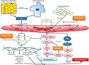 Disfunción endotelial asociada a inflamación y a resistencia a la insulina. Los adipocitos inflamados secretan TNFα, y conllevan la activación de macrófagos M1, los cuales a su vez provocan más inflamación en los adipocitos. La inflamación local se convierte en inflamación sistémica, en la que los productos de inflamación ejercen activación y subsecuente disfunción del endotelio. Mediante la unión de TNFα a TNFR1 se activan vías de señalización celular que convergen en genes proinflamatorios, aumentando quimioatracción, adhesión, síntesis de ROS y daño en el endotelio. Esto conduce a la inhibición y disminución en la síntesis de NO. Por otro lado, la hiperinsulinemia favorece la disfunción endotelial, debido a la constante síntesis de ET-1. La omentina disminuye estos mecanismos mediante la activación de IP3K/AKT y de AMPK, e inhibe a JNK y NF-κB lo que condiciona una menor expresión de ICAM-1, así como de COX-2 e interleucinas proinflamatorias, condicionando una actividad antiinflamatoria. La omentina también tiene efectos de reparación y angiogénesis mediante VEGF (no mostrado en la figura).