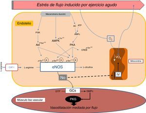 Imagen esquemática de los mecanismos implicados en la respuesta vascular inducida por estrés de flujo durante el ejercicio agudo. El ejercicio induce un proceso de mecanotransducción a partir de la apertura de canales de potasio rectificadores internos (Kir2.1), canales de cloruro rectificadores externos (ORCC), activación de receptores acoplados a proteína G y receptores de tirosina cinasa (VEGFR). Lo cual, estimula la síntesis de NO vía eNOS. El NO activa la de guanidilato ciclasa soluble (GCs) en el músculo liso vascular, que transforma GTP en GMP cíclico, lo que conlleva a la relajación del músculo liso vascular. Adicionalmente, el incremento en la biodisponibilidad de NO endotelial disminuye la respiración mitocondrial, favoreciendo la llegada del O2 a nivel tisular.