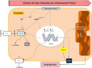 Imagen esquemática de los mecanismos implicados en la respuesta vascular inducida por estrés de flujo durante el entrenamiento físico. El incremento sostenido del estrés de flujo sobre la pared endotelial induce mecanismos de señalización que aumentan la activación y expresión de enzimas como: Akt, eNOS, hCAT-1, factor de crecimiento vascular endotelial (VEGF-A) y su receptor (VEGFR). A su vez, la influencia del EF a largo plazo induce la biogénesis mitocondrial y su transición metabólica desde un metabolismo glucolítico a un metabolismo aeróbico.