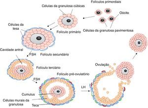Imagem ilustrativa da organização e estrutura dos folículos presentes no ovário. Notar a sequência evolutiva desde os folículos primordiais até a formação da cavidade antral e ovulação (adaptada de Georges et al., 2014).