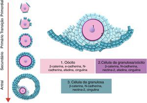 Moléculas de adesão presentes na diferentes junções intercelulares (aderentes e gap) das células foliculares durante a foliculogênese.