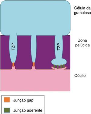 Representação esquemática das projeções transzonais (TZP) entre o oócito e as células da granulosa. Nas extremidades das projeções são encontradas as moléculas de adesão que formam as junções aderentes e gap responsáveis pela comunicações intercelulares.