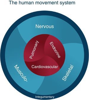 Graphic of the human movement system. Developed by the faculty of the Program in Physical Therapy, Washington University School of Medicine in St. Louis.