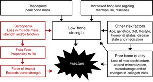 Pathogenesis of osteoporotic-related fractures. The risk for fracture is dependent on both skeletal and non-skeletal risk factors, but fractures result from a structural failure of bone, wherein the loads applied to bone (most often from a fall) exceed its strength.