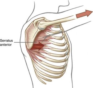 The serratus anterior, showing muscle attachments and overall line of force.