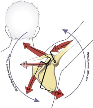 Posterior view of a healthy shoulder during shoulder abduction. The model shows the primary muscle interaction between the scapulothoracic upward rotators and the glenohumeral abductor muscles. The primary force-couple is between the serratus anterior and trapezius. Note two axes of rotation: the scapular axis, located near the acromion, and the glenohumeral joint axis, located at the humeral head. Internal moment arms for all muscles are shown as dark thicker lines. DEL, middle deltoid; LT, lower trapezius; MT, middle trapezius; SA, serratus anterior; UT, upper trapezius.