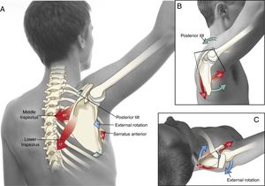 (A) Theoretical mechanism of how the serratus anterior (SA) and middle trapezius (MT) and lower trapezius (LT) muscles can control the posterior tilt and external rotation of the upwardly rotating scapula during scapular plane abduction. (B) The SA and LT act in a force-couple to posteriorly tilt the scapula relative to the axis of rotation at the acromioclavicular joint (indicated by the green circle). (C) The SA and MT act in a force-couple to externally rotate the scapula relative to the axis of rotation at the acromioclavicular joint (indicated by the blue circle). Each muscle's moment arm is indicated as a dark black line, originating at the axis of rotation of the acromioclavicular joint.