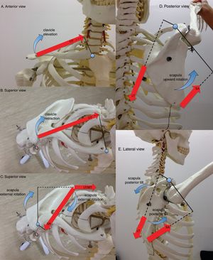Lines of action of selected scapulothoracic muscles are depicted by red large straight arrows (UT: upper trapezius, MT: middle trapezius, LT: lower trapezius, SA: serratus anterior). The muscles are shown contributing to clavicular elevation (A), clavicular retraction (B), scapular external rotation (C), scapular upward rotation (D), and scapular posterior tilt (E) during shoulder flexion. Internal moment arms for muscles are shown as a solid line from the axis of rotation to the line of action of each muscle. Dashed lines indicate a right-angle intersection between muscle's line of action and its moment arm. Note two axes of rotation: the sternoclavicular axis, located near the manubrium, and the acromioclavicular axis, located near the acromion.