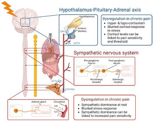 Dysfunctional stress systems in chronic pain. Stress activates the sympathetic nervous system (in red) and hypothalamus-pituitary-adrenal axis (in blue), resulting in the release of adrenaline, noradrenaline, and corticosteroids (e.g., cortisol). Both baseline activity as well as the response of both systems are abnormal in patients with chronic pain (reviewed in5).(For interpretation of the references to color in this figure legend, the reader is referred to the web version of this article).