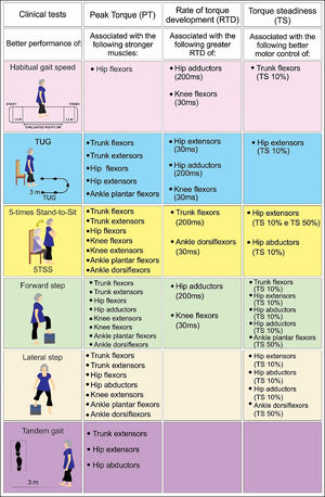 Framework for the association between physical performances and muscle variables.