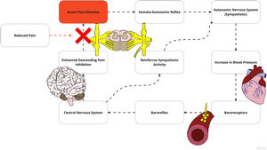(A) Along with the secondary projections that sends signals to supraspinal centers, the noxious stimulus additionally travels through the somato-autonomic reflex, which increases sympathetic arousal and produces increased blood pressure. (B) Increased blood pressure leads to baroreceptor stimulation which triggers the baroreflex, inputting sensory information into the central nervous system. Alterations in baroreceptor sensitivity may limit the ability for the autonomic system to stimulate the central autonomic network which includes the nucleus of the solitary tract and the locus coeruleus. (C) Signals from the baroreceptor triggers the central autonomic network. (D) This reinforces sympathetic output and pain inhibition via noradrenergic pathways, decreasing pain stimulus. Adapted with permission from Bruehl et al. pain and blood pressure model26.