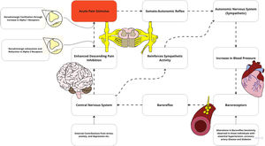 Alterations in the pain and blood pressure model may include noradrenergic exhaustion where a reduction in norepinephrine which normally modulates pain. Another possibility in this region includes facilitatory mechanisms with changes in receptor type may promote symptoms. Adapted with permission from Bruehl et al. alterations in the pain and blood pressure model26.