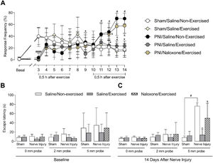 Assessment of the effect of low-intensity physical exercise on mechanical hyperalgesia and pain-related cognitive capacity. Mechanical hyperalgesia assessments using the von Frey test (0.6 g) were performed before nerve injury (Baseline) and from the 3rd to the 14th day after injury, 0.5 h after the exercise session (A). Assessments of the cognitive component related to neuropathic pain using the Mechanical Conflict-Avoidance System were conducted at baseline (B) and on the 14th day after sciatic nerve crush (C), 2 h after treadmill exercise sessions. The assessments were carried out with the apparatus track without nociceptive probes (0 mm) and with nociceptive probes of 2 mm and 5 mm. All assessments were performed in the Sham/Saline/Non-Exercised (n = 8), Sham/Saline/Exercised (n = 8), Nerve injury/Saline/Non-Exercised (n = 8), Nerve injury/Saline/Exercised (n = 8), and Nerve injury/Naloxone/Exercised (n = 8) groups. Values represent the mean ± SD, with groups compared statistically using a two-way ANOVA followed by Tukey