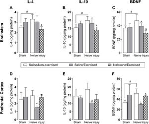 Effect of low-intensity physical exercise 15 days after sciatic nerve crush injury on the concentrations of anti-inflammatory cytokines IL-4 (A and D) and IL-10 (B and E), and brain-derived neurotrophic factor (BDNF) (C and F) in the brainstem and prefrontal cortex (PFC). Data are expressed as mean ± SD and statistically compared using a two-way ANOVA followed by Tukey