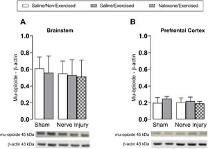 Effect of low-intensity physical exercise 15 days after sciatic nerve crush injury on µ-opioid receptor immunostaining in the brainstem (A) and prefrontal cortex (PFC) (B). Data are expressed as mean ± SD and statistically compared using a two-way ANOVA followed by Tukey