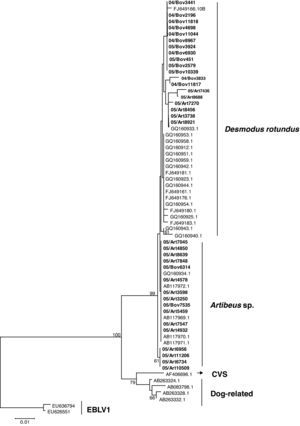 RABV N amino acids tree showing clusters specific to Desmodus rotundus and Artibeus spp. bats. The tree was built with the Neighbor-joining distance algorithm and the Poisson correction with 1,000 bootstrap replicates and European bat Lyssavirus (EBLV-1) as outgroup. The bar represents the number of substitutions per site.