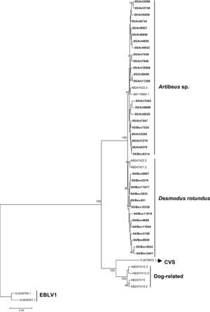 RABV G amino acids tree showing clusters specific to Desmodus rotundus and Artibeus spp. bats. The tree was built with the Neighbor-joining distance algorithm and the Poisson correction with 1,000 bootstrap replicates and European bat Lyssavirus (EBLV-1) as outgroup. The bar represents the number of substitutions per site.