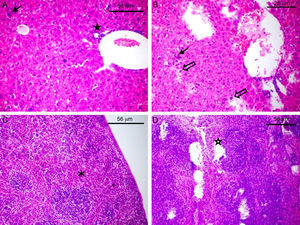 Histological damage to laboratory animals after challenge with avian ExPEC. The slides of the liver (A and B) and spleen (C and D) of Swiss mice challenged with strain 4A (A and C) and 2B (B and D) are shown. The full arrow (A and B) indicates leukocyte infiltration whereas empty arrow shows degeneration of hepatocytes (B). The full star shows portal space (A) and empty star shows degeneration of red besides white pulp (D). The asterisk shows the white pulp of the spleen in normal morphology (C).