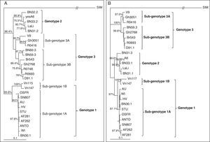 Phylogenetic analysis of the detected human parvovirus B19 (B19V) isolates from acutely infected and asymptomatic children with sickle cell disease. (A) Rooted NJ tree of the reference B19V genotypes and the sequences obtained from the patients with acute (AF282) and asymptomatic infections (AF262) based on a 442bp fragment of the NS1 region. The simian parvovirus (SIM) is used as an outgroup; (B) Rooted NJ tree of the reference B19V genotypes and the sequences obtained from the patients with acute (AF282) and asymptomatic infections (AF262) based on a 699bp fragment of the VP1 region. Simian parvovirus is also used as an outgroup. The posterior probabilities (above 75%, using 1000 bootstrap replicates) are indicated at the clusters. The statistical evaluation of some important branches was also performed by the Maximum Likelihood method (**p<0.01 and *p<0.05).