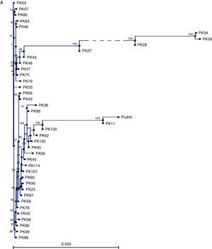Phylogenetic representation of pvdhfr gene (A) and pfdhfr (B) along with wild type sequences from GenBank.