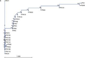 Phylogenetic representation of pvdhfr gene (A) and pfdhfr (B) along with wild type sequences from GenBank.