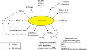 Molecular targets of curcumin in cerebral malaria.