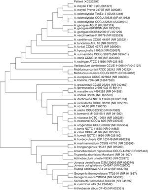 Phylogenetic tree of 16S rRNA sequences of patient isolate and non-redundant strains with at least 90% homology found in the GenBank database, constructed by using the neighbor-joining method. GenBank accession numbers are given in parentheses.