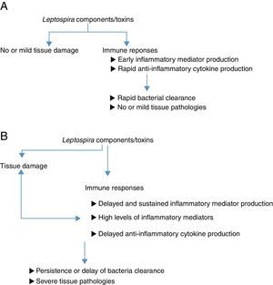 Diagrams suggesting how inflammatory responses involve in different disease outcomes of leptospirosis. (A) Leptospira infection in resistant animal models or in hosts with mild symptoms. Leptospira components or toxins could directly induce tissue damage. Infected hosts recognize Leptospira and respond aiming at eradicating these infectious agents. Inflammatory responses occur early and rapidly to eradicate organisms. Further tissue dissemination is prevented. Anti-inflammatory cytokines are produced to regulate inflammation. Finally, leptospires are eradicated and no or mild tissue damage is observed. (B) Leptospira infection in susceptible animal models or in hosts with severe symptoms. Leptospira components or toxins could directly induce tissue damage. There is no clear evidence demonstrating that different pathogenic Leptospira contain different virulence factors. Infected hosts recognize Leptospira and respond aiming at eradicating these infectious agents. However, in these hosts, inflammatory responses were delayed. Organisms persist and promote further inflammatory responses. The delay of Leptospira eradication may provide time for bacterial dissemination to various organs. These prolonged and massive immune response could promote further tissue damages resulting in severe organ damage observed in susceptible animals or hosts with severe clinical manifestations.