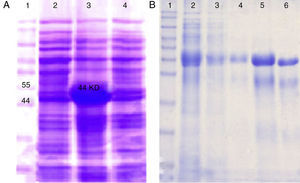 Expression and purification of recombinant chimeric protein: (A) SDS-PAGE analysis of the rCS6 expression after IPTG induction. Lane 1: protein weight marker. Lanes 2, 4: non induced cells. Lane 3: the induced bacteria. (B) Purification of rCS6 protein by Ni-NTA column. Lane 1: protein weight marker. Lane 2: expression of chimeric protein. Lane 3: flow-through. Lane 4: column washed with buffer D (pH=5.9). Lane 5: column washed with elution buffer (pH=4.5). Lane 6: column washed with mes Buffer.