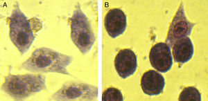Inhibitory effect of anti-L2C3 antibody on the rounding of Y-1 cells. Y-1 cells were co-cultured with LT pretreated with serum of immunized mice (A) or normal serum (B).