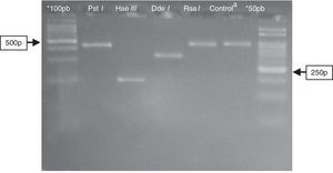 Electrophoresis in agarose 3% showing patterns of polymorphism of the restriction fragments obtained with the product of PGMY09/11 used for genotyping of the HPV52 (HR). *100pb and 50pb=ladder DNA; acontrol: PGMY09/11 PCR product of 450pb without enzymatic digestion. Restriction enzyme: Pst I=not digestion; Hae III≅200pb; Dde I≅350pb; Rsa I=not digestion.