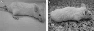 General Health Score in BALB-C mice injected intraperitoneally with cell wall extract of E. faecalis CECT7121 (PEF7121). (A) 5000μg PEF7121 score 5, bright eyed and alert, a smooth coat with sheen, responds to stimulus, shows interest in environment. (B) 10,000μg PEF7121, score 4, fur slightly ruffled, a loss of sheen of the coat, mouse remains alert and active.