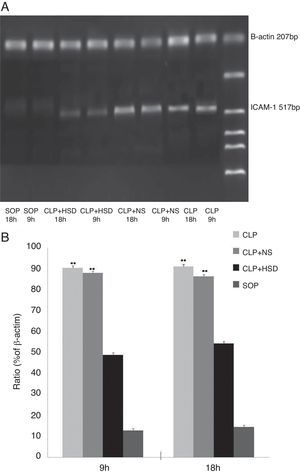 Expression of ICAM-1 mRNA in lung tissues. The expression of ICAM-1 was the lowest in the SOP group. The expression level in the CLP and CLP+NS groups increased at 9h and 18h. The ICAM-1 level in the CLP+HSD group was significantly lower than that in the CLP and CLP+NS groups (p<0.05).