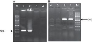 Amplified products of MTBC by PCR and nested PCR methods. (A) PCR products M: Gene Ruler™ 50bp DNA Ladder, 1: positive control sample, 2: clinical positive sample, 3: negative control sample, 4: clinical negative sample. (B) Nested PCR products (second round) M: Gene Ruler™ 50bp DNA Ladder, 1: clinical positive sample, 2: positive control sample, 3: negative control sample, 4: clinical negative sample.