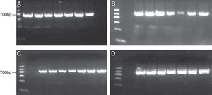 RT-PCR amplification products were separated by electrophoresis on 1.5% agarose gel. All seven strains have the characteristic bands, which are 568bp for N gene (A), 845bp for H1 (B), 677bp for H2 (C), and 730bp for H3 (D).