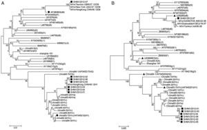 Phylogenetic analysis of MVs genotype reference strains and the seven measles strains in Shanghai in 2012 using the C terminal 450bp of N gene (A) and sequence the entire HA gene (B). The dendrogram was constructed using MEGA 4 software. Bootstrap confidence limits were based on 1000 replicates. Numbers at the nodes indicate bootstrapping values. Reference strains of each genotype and subtype are indicated by black triangles. Strains isolated in Shanghai in 2012 are indicated with black squares. D8 and H1c reference strains are indicated by black circles.