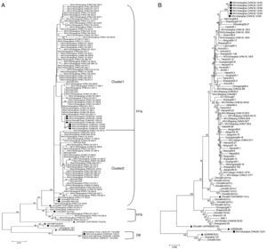 Phylogenetic analysis of the C terminal 450bp of N gene sequence (A) and the entire HA gene sequence (B) of 104 measles strains isolated in Shanghai during 2000–2012, the 14 strains between 1993 and 1994, and the Chinese measles vaccine strain S191. The dendrogram was constructed using MEGA 4 software. Bootstrap confidence limits were based on 1000 replicates. Numbers at the nodes indicate bootstrapping values. Reference strains of each genotype and subtype are indicated by black triangles. Strains isolated in Shanghai in 2012 are indicated with black squares. H1 reference strains are indicated by black circles.