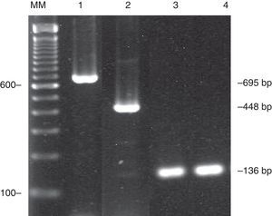 Amplified PCR products of two different target regions of Cryptococcus neoformans/C. gattii species complex. CNa70S–CNa70A/CNb49S–CNb-49A multiplex amplified a 695-bp product of C. neoformans (line 1) and 448-bp of C. gattii (line 2). CN4–CN5 primer set, amplified a 136-bp product (lines 3 and 4). The DNA fragments were resolved in 2% agarose gels stained with ethidium bromide. Lane MM, 100-bp ladder.